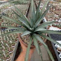 Agave macroacantha