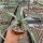 Agave macroacantha
