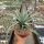 Agave macroacantha