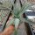 Agave macroacantha