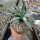 Agave macroacantha