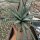 Agave macroacantha