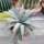 Agave macroacantha
