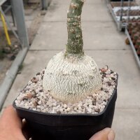 Pachypodium succulentum