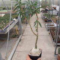 Pachypodium succulentum