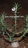 Pachypodium succulentum