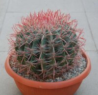 Ferocactus stainesii v. pilosus