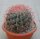 Ferocactus stainesii v. pilosus