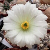 Echinocereus rigidissimus cv. albiflorus