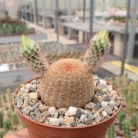Echinocereus rigidissimus cv. albiflorus