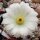Echinocereus rigidissimus cv. albiflorus