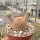 Echinocereus rigidissimus cv. albiflorus
