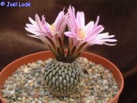 Turbinicarpus pseudopectinatus v. rubriflorus
