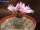 Turbinicarpus pseudopectinatus v. rubriflorus