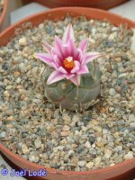 Turbinicarpus schwarzii v. rubriflorus El Fraile