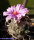Turbinicarpus schwarzii v. rubriflorus El Fraile