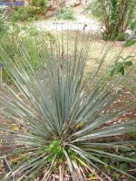 Dasylirion wheeleri