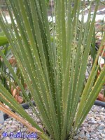 Dasylirion wheeleri