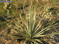 Dasylirion wheeleri
