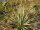Dasylirion wheeleri