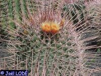 Ferocactus rectispinus X emoryi F1
