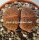 Lithops hookeri v. marginata C 035 TL 25 km SE Hopetown, Northern Cape, SA