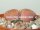 Lithops hookeri v. marginata C 035 TL 25 km SE Hopetown, Northern Cape, SA
