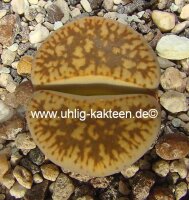 Lithops gesinae v. annae C 078 TL