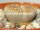Lithops gesinae v. annae C 078 TL