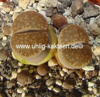 Lithops hallii v. hallii (salicola reticulata) C 087 TL...