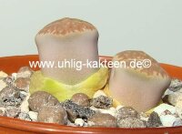 Lithops hallii v. hallii (salicola reticulata) C 087 TL 30 km SE Hopetown, northern Cape, SA