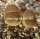 Lithops hallii v. hallii (salicola reticulata) C 087 TL 30 km SE Hopetown, northern Cape, SA
