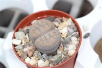 Lithops schwantesii v. schwantesii C 164 25 km SW Helmeringhausen, N