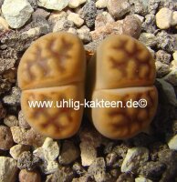 Lithops karasmontana v. lericheana C 267 TL 70 km N karasburg, N