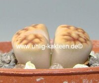 Lithops karasmontana v. lericheana C 267 TL 70 km N karasburg, N