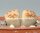 Lithops karasmontana v. lericheana C 267 TL 70 km N karasburg, N