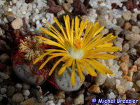 Lithops bromfieldii v. mennellii C 283 20 km SSW Upington, Northern Cape, SA