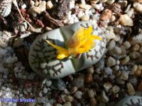 Lithops dorotheae C 300 15 km N Pofadder, Northern Cape, SA
