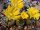 Lithops dorotheae C 300 15 km N Pofadder, Northern Cape, SA