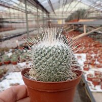 Mammillaria geminispina