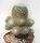 Mammillaria geminispina