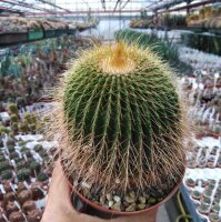 Notocactus schumannianus