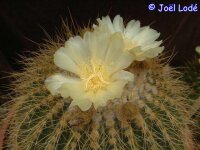Notocactus schumannianus