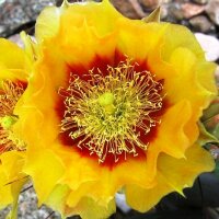 Opuntia macrocentra