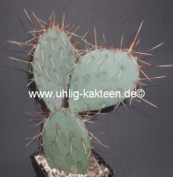 Opuntia macrocentra