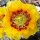 Opuntia macrocentra