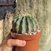Ferocactus glaucescens cv. inermis