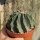 Ferocactus glaucescens cv. inermis