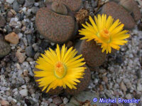 Lithops fulviceps (Aurea)