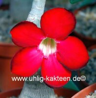 Adenium obesum cv. Deep Red